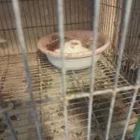 کبوتر یوولگا یولگا زینتی|پرنده|چمستان, |دیوار