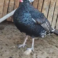 بوقلمون نر و ماده مناسب کشتار