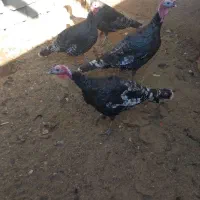 ۴عدد بقلمون دونر ودوماده|حیوانات مزرعه|تربت جام, میان جام|دیوار