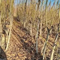 نهال گردو سه ساله