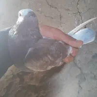 کبوتر ماده