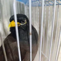 میناباهوش و سخنگو