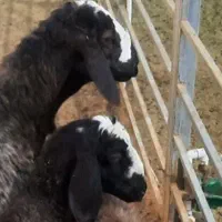 یک عدد بره ماده نژاد شال