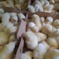 فلکسی لوهمن ایرانی خارجی جوجه دورگ گوشتی|حیوانات مزرعه|چابهار, |دیوار