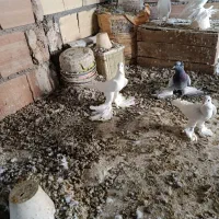 کبوتر|پرنده|تبریز, |دیوار