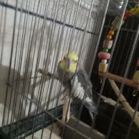 عروس هلندی نر سخنگو با قفس