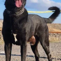 سگ سرابی|سگ|رباط‌کریم, رباط‌کریم|دیوار