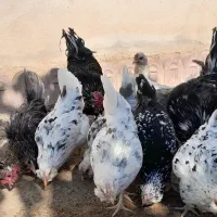 مرغ و خروس گلین|حیوانات مزرعه|پاکدشت, پاکدشت (مامازند)|دیوار