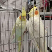 عروس هلندی لوتینو|پرنده|رشت, سیا اسطلخ|دیوار