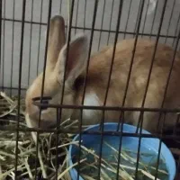 خرگوش سالم سرحال