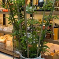 پخش عمده بامبو دست ساز