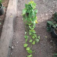 دیفن باخیابرگ پهن از۱۵۰تا۸۵۰|گل و گیاه طبیعی|تربت جام, تیپ ۳۸ زرهی تربت جام|دیوار