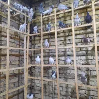 کبوتر پرنده|پرنده|قزوین, |دیوار