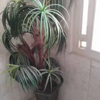 گل مصنوعی