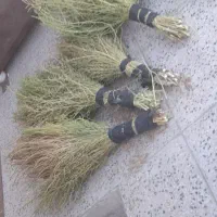 جاروسنتی