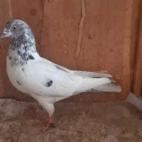 کفتر  غریب گیری|پرنده|اسلام‌شهر, باغ فیض|دیوار