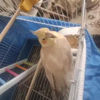 ۴ عدد عروس هلندی یک و سیصد