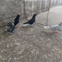 کبوتر