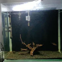 آکواریوم|ماهی|تبریز, |دیوار