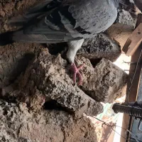 تهرانی وپلاکی معاوضه دارم باتوله سرابی یا پژدر نر|پرنده|آبدانان, |دیوار