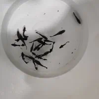 گوپی بلک و سوارتیل مولد