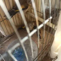 جوجه سهره نوک بادمجانی