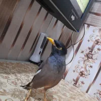 آقا مینا|پرنده|میناب, |دیوار