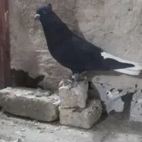 کفتر