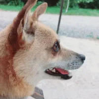 سگ میکس اشتیپز و پامر