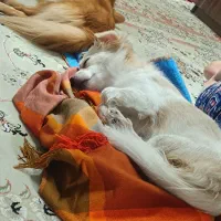 سگ خونگی