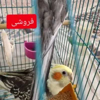 عروس هلندی جفت