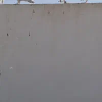 کبوتر آلمانی