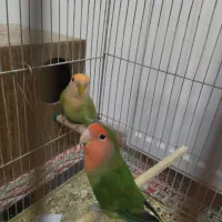 جفت طوطی کوتوله|پرنده|زرند, |دیوار