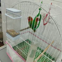 کوتوله برزیلی