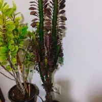 حراج و اقعی