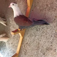 کبوترعطیقه|پرنده|مشهد, هفده شهریور|دیوار