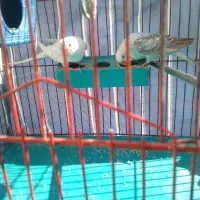 مرغ‌عشق|پرنده|شیراز, شهرک مدرس|دیوار