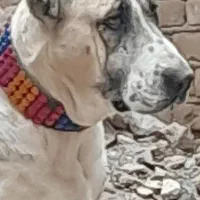 ماده خراسانی اصیل|سگ|سبزوار, قائم|دیوار