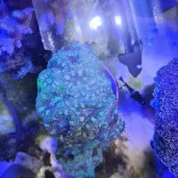 ad  shorبرین لوپی آب شور ABSHOR|ماهی|تهران, جوادیه تهرانپارس|دیوار