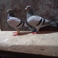 دوجفت عتیقه|پرنده|نیر (اردبیل), |دیوار