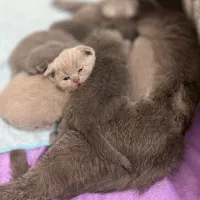 گر به بریتش