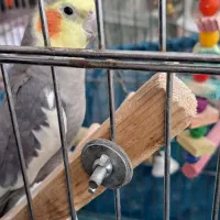 فروش عروس هلندی های زیبای من|پرنده|تهران, شوش|دیوار