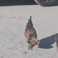 خروس|حیوانات مزرعه|یاسوج, |دیوار