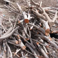 هیزم مناسب برای زغال و سایر مصارف