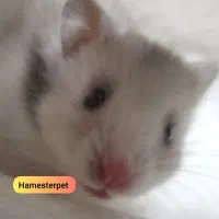 همستر تربیت شده گوگولی با لوازم|موش و خرگوش|تهران, جوادیه|دیوار