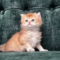 بچه گربه های پشمالو (پرشین ، بریتیش ، اسکاتیش)