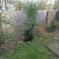 درخت و گل یوکا