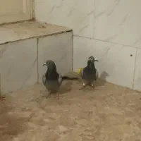 کبوتر پلاکی|پرنده|یزد, |دیوار