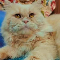 گربه پرشین|گربه|شیراز, محراب|دیوار
