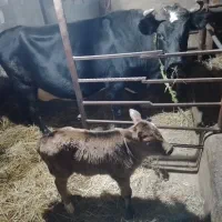 گاو گیل دورگ همراه با گوساله ماده جرسی|حیوانات مزرعه|لاهیجان, لفمجان|دیوار